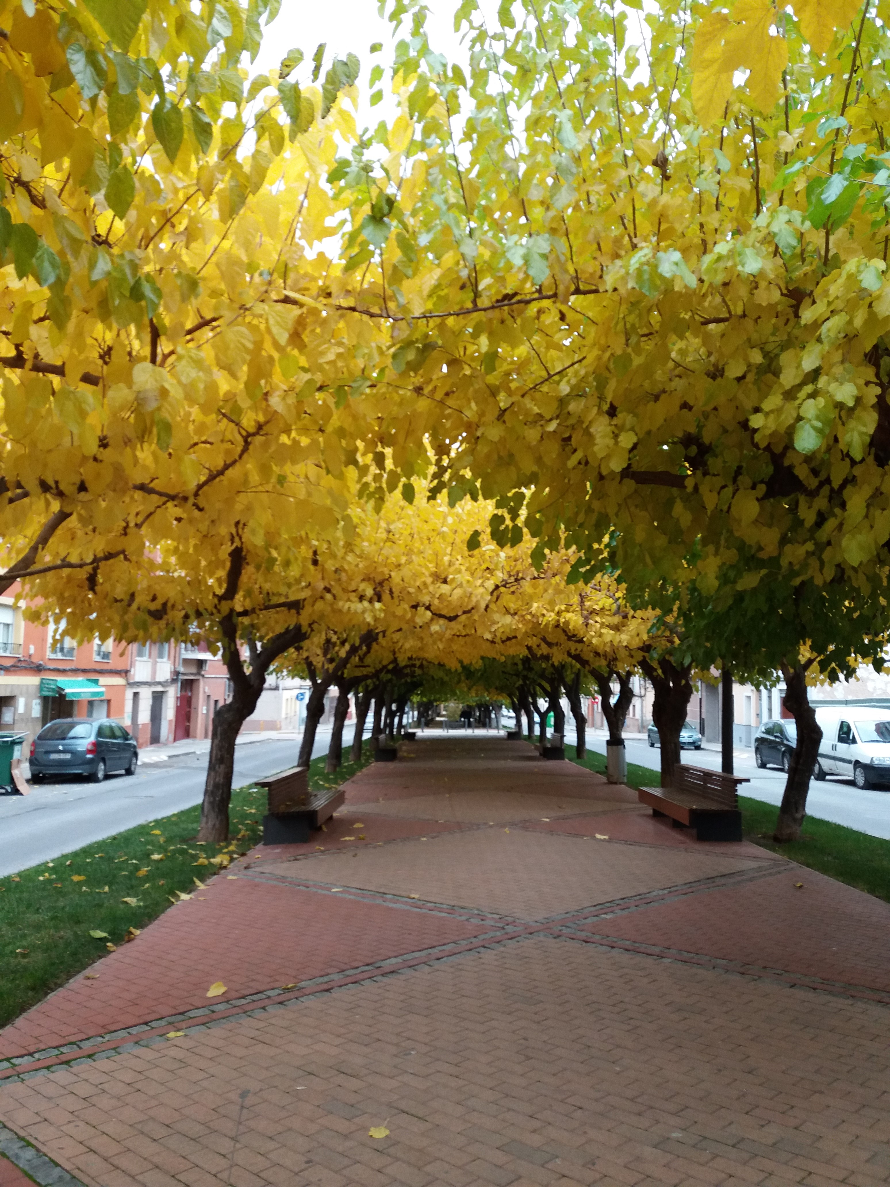LOCAL COMERCIAL O COCHERA EN YECLA