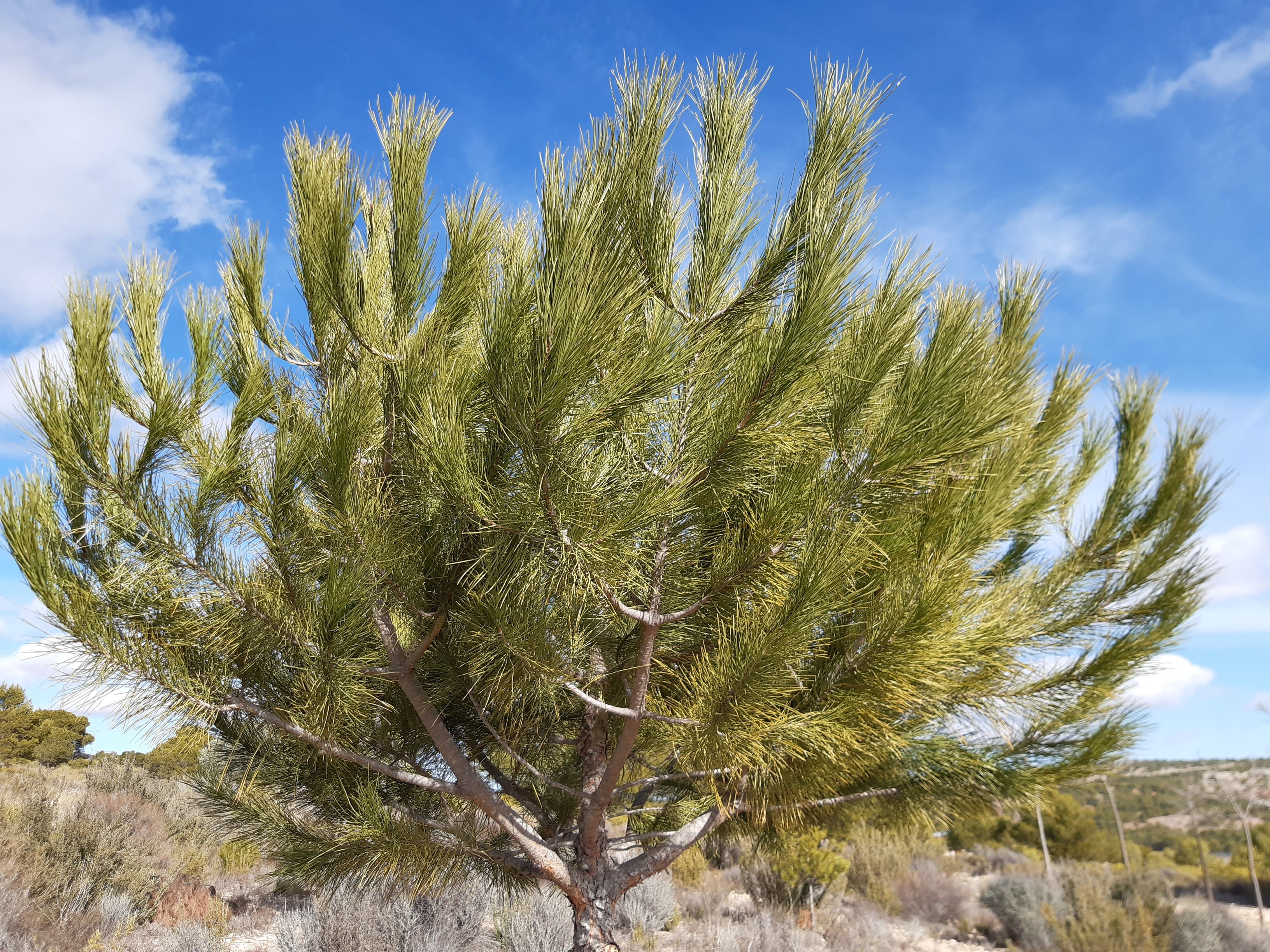 PARCELA DE TERRENO RUSTICO A 4 KM. DE YECLA PARA CONSTRUIR