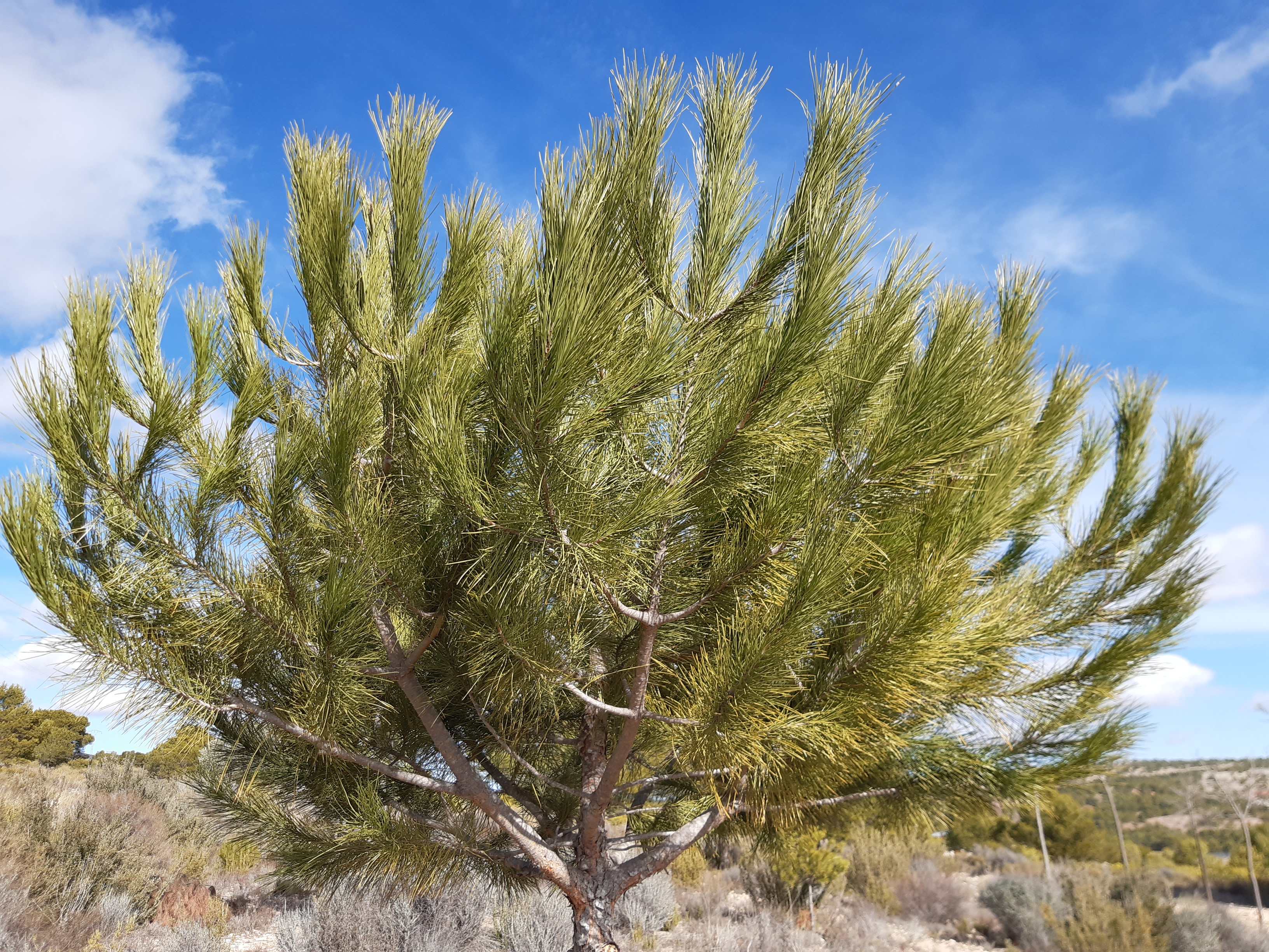 PARCELAS DE TERRENO RUSTICO EN EL TERMINO DE YECLA