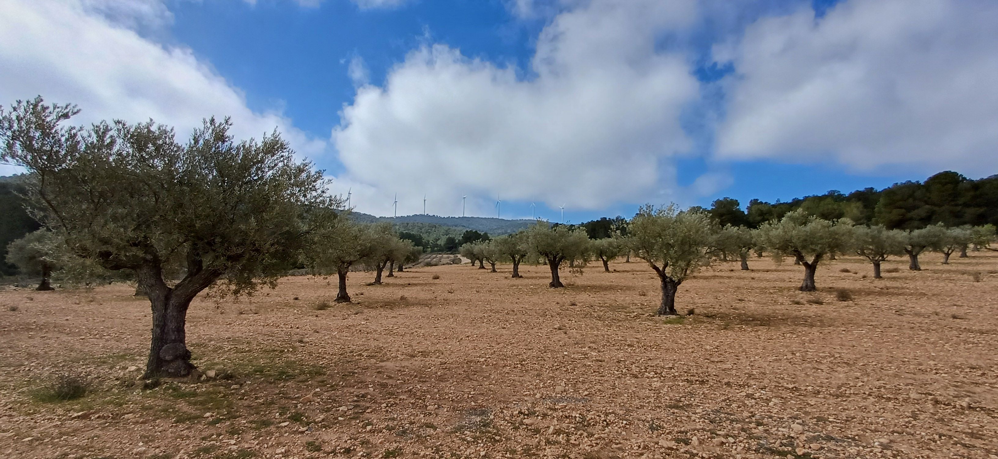 CAMPO CON COCHERA JUNTO A MONTES DE PINOS Y EN YECLA