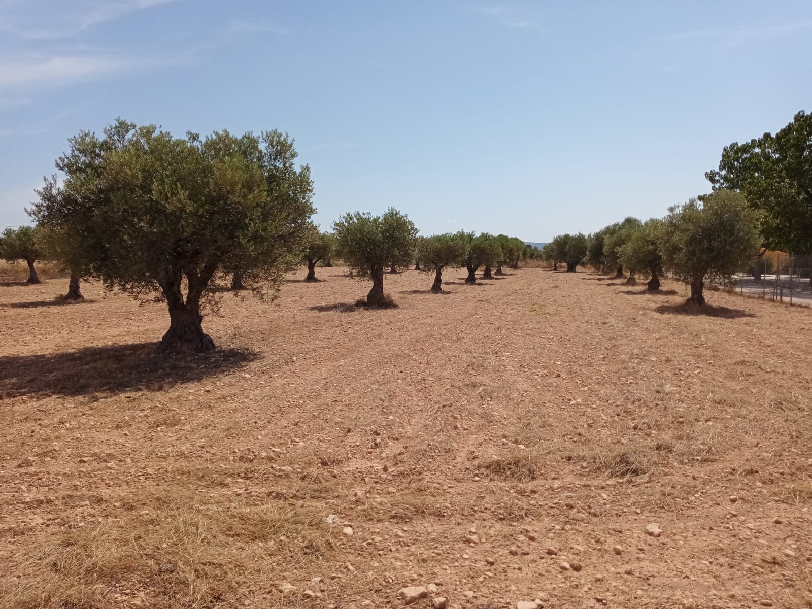 TERRENO RUSTICO CON OLIVOS EN LOS QUIÑONES DE YECLA