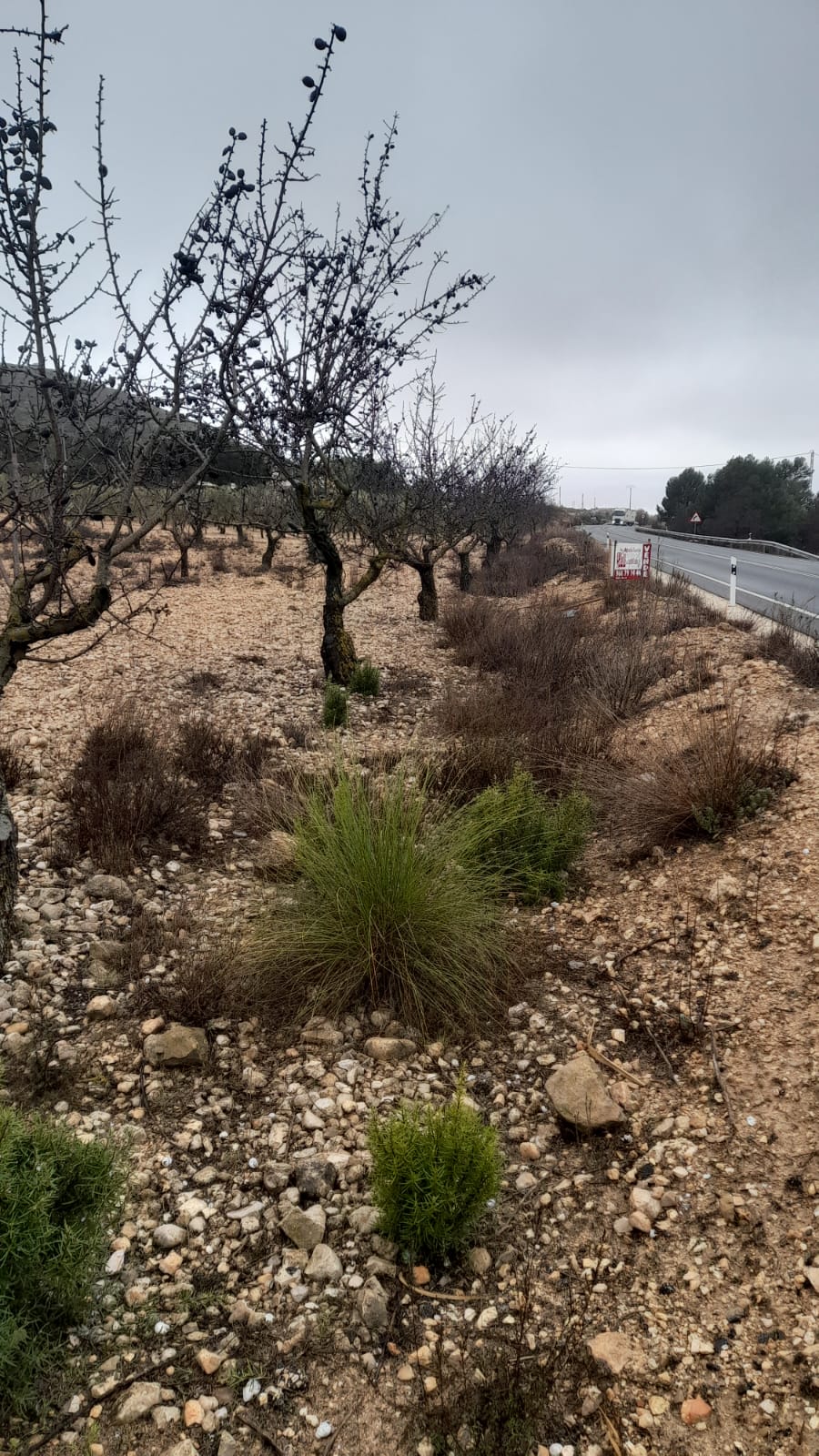 TERRENO RUSTICO A ORILLA DE LA CARRETERA DE CAUDETE Y EN YECLA
