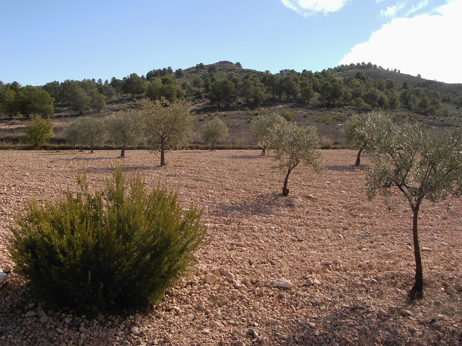 CASA DE CAMPO MUY CERCA PARA VIVIR Y EN YECLA