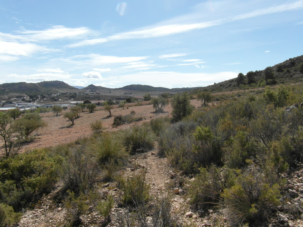 TERRENO EN EL PARAJE DE LA MAGDALENA Y EN YECLA