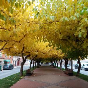 LOCAL COMERCIAL O COCHERA EN YECLA LOCAL COMERCIAL O COCHERA EN YECLA