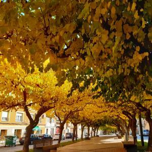 CASA INDEPENDIENTE PARA REPARAR Y EN YECLA CASA INDEPENDIENTE PARA REPARAR Y EN YECLA