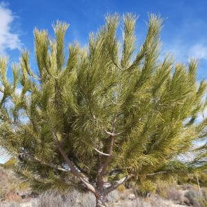 PARCELAS DE TERRENO RUSTICO EN EL TERMINO DE YECLA PARCELAS DE TERRENO RUSTICO EN EL TERMINO DE YECLA