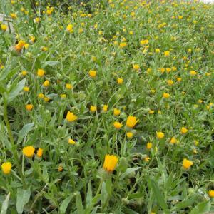 FINCA EN CALASPARRA FINCA EN CALASPARRA