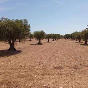 TERRENO RUSTICO CON OLIVOS EN LOS QUIÑONES DE YECLA