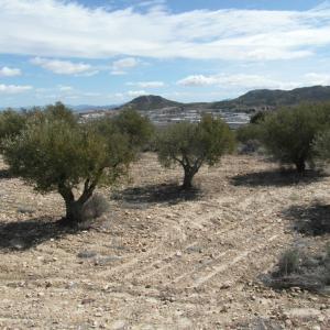 TERRENO EN EL PARAJE DE LA MAGDALENA Y EN YECLA TERRENO EN EL PARAJE DE LA MAGDALENA Y EN YECLA