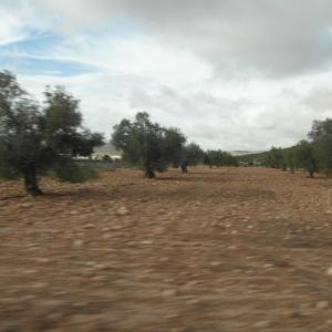 CASA DE CAMPO PARA ARREGLARLA EN YECLA CASA DE CAMPO PARA ARREGLARLA EN YECLA