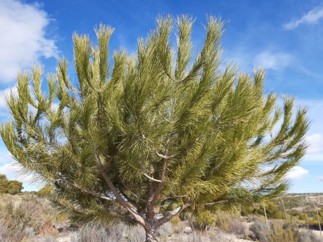 PARCELAS DE TERRENO RUSTICO EN EL TERMINO DE YECLA