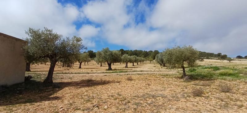 CAMPO CON COCHERA JUNTO A MONTES DE PINOS Y EN YECLA
