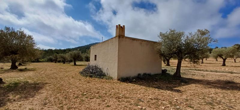 CAMPO CON COCHERA JUNTO A MONTES DE PINOS Y EN YECLA