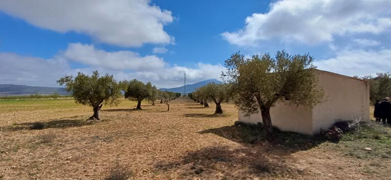 CAMPO CON COCHERA JUNTO A MONTES DE PINOS Y EN YECLA