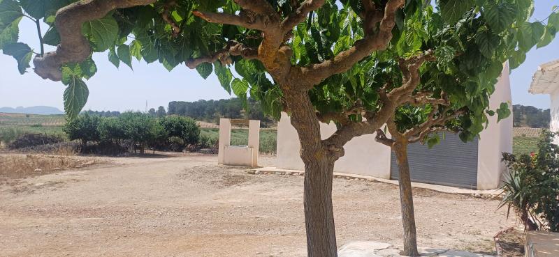 CAMPO CON CASA 157 METROS Y EN EL TERMINO DE YECLA