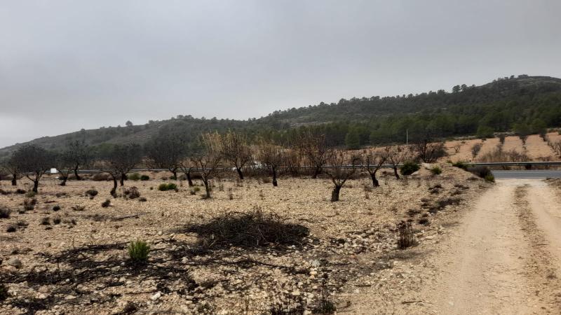 TERRENO RUSTICO A ORILLA DE LA CARRETERA DE CAUDETE Y EN YECLA