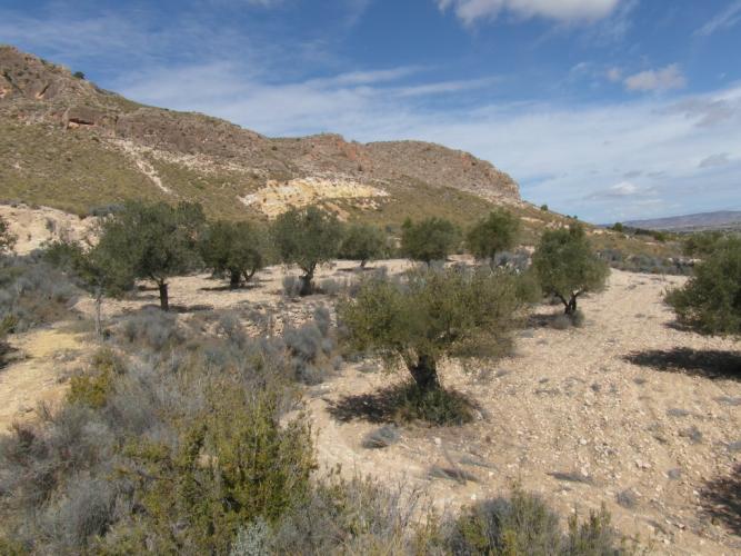 TERRENO EN EL PARAJE DE LA MAGDALENA Y EN YECLA
