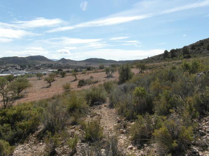 TERRENO EN EL PARAJE DE LA MAGDALENA Y EN YECLA